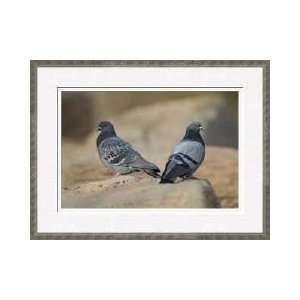  Pigeons Denver Colorado Framed Giclee Print