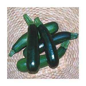  Squash Zucchini Black Beauty Garden Heirloom Vegetable 100 