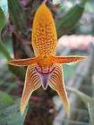 Bulbophyllum blumei orchid species division  