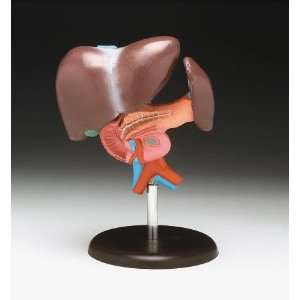  Liver and Pancreas Model
