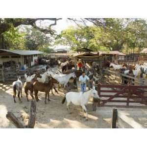  Horses, Hacienda Gauachipelin,Near Rincon De La Vieja 