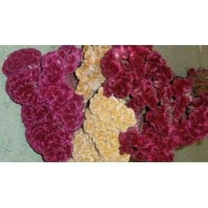  Dried Celosia Coxcomb