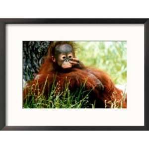  Orangutan Lola and Baby Jorong at Chester Zoo, November 