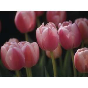 Close View of Tulips Blooming in the Chicago Botanic Garden Premium 