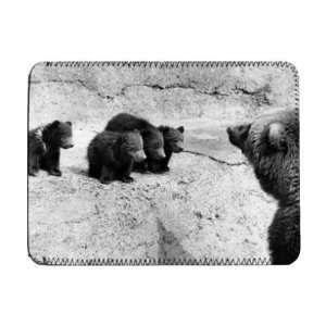  Wilma the Bear with her four offspring   iPad Cover 