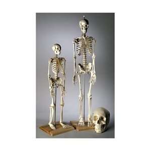  Premier Mini Skeleton Model, 28 inches 