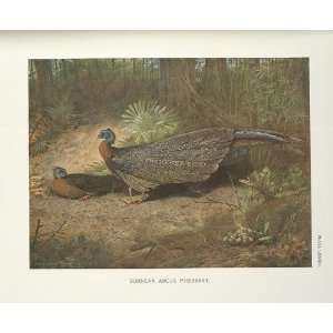  FRAMED oil paintings   Archibald Thorburn   24 x 20 inches 