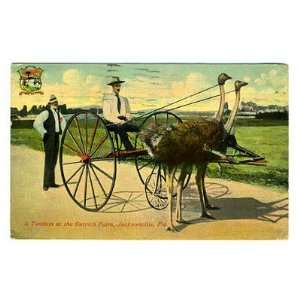  Tandem at the Ostrich Farm 1902 Jacksonville FL 