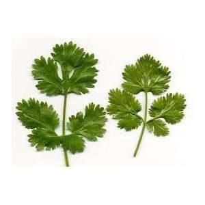  Cilantro Slow Bolting Also Known Ascoriander Chinese 