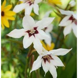  Gladiolus Acidanthera   100 Corms