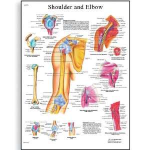 3B Scientific VR2170UU Glossy Paper Epaule Et Coude Anatomical Chart 