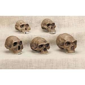 Anthropology Cranium Set  Industrial & Scientific