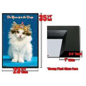  Framed Kitten Poster cute Queen 1207