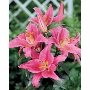    Oriental Lily Acapulco 1 potted plant Patio, Lawn & Garden