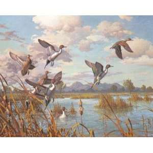 Harry Curieux Adamson   Pintails Taking Flight 