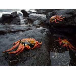  Sally Lightfoot Crabs, Grapsus Grapsus, Foraging on 