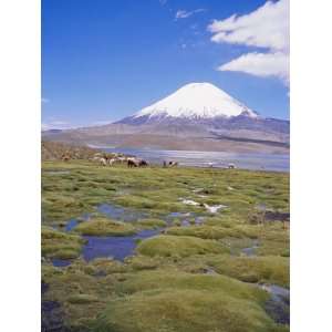 Chile, Andes, Lauca National Park, Lake Chungara and Volcan Parinacota 