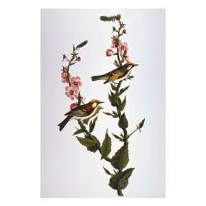  Audubon Warbler Premium Giclee Poster Print