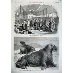 1867 Indian Reliefs Men Embarking Suez Walruse Walrus 