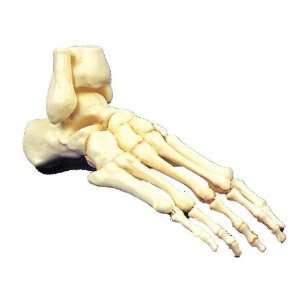  Foot Human Skeletal