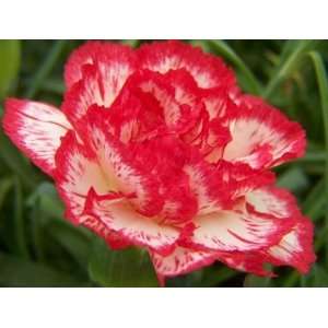  Rosey Perez Carnation Flower Seed Pack FRESH SEEDS Patio 