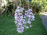 Dendrobium Onosmum (orchid specie )  