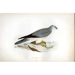 Pale Chested Harrier Bree H/C 1875 Old Prints Birds