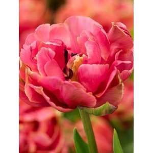  Tulip Britt   100 per Box