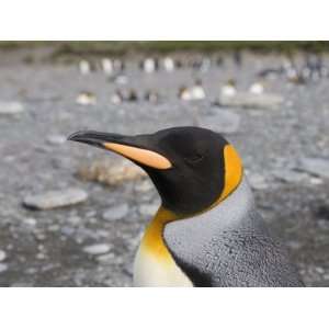  King Penguin, St. Andrews Bay, South Georgia, South 