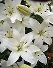 Navona Asiatic Lily Flower Bulb 14cm