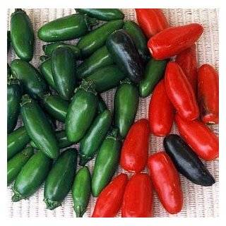 Serrano Hot Pepper 4 Plants   Great for Salsa