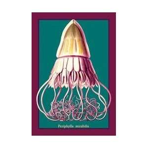    Jellyfish Periphylla Mirabilis #2 24x36 Giclee