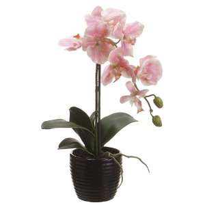   Orchid Plant in Ceramic Pot Pink (Pack of 6)