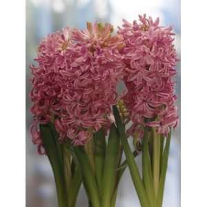  Hyacinth Pink Pearl pink 5_bulbs Patio, Lawn & Garden