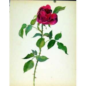  Hardy American Beauty J Kaplick Beautiful Roses Print 