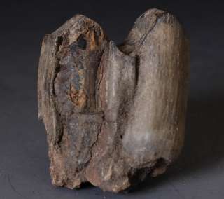 show Coryphodon Big Tooth/ Teeth fossil collectible  