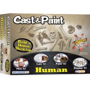  Cast and Paint Human Skeleton Kit with BLOpens Toys 