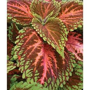  Coleus, Picture Perfect Salmon Pink 1 Pkt. (12 seeds 