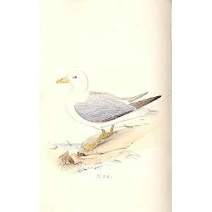  Fulmar Petrel Meyer H/C Birds 1842 50