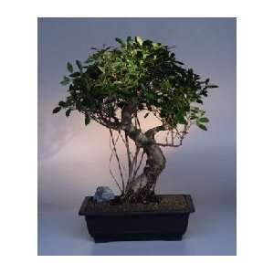 Ficus Retusa Bonsai Tree.(ficus retusa)  Grocery & Gourmet 