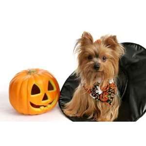  Halloween Yorkie in Witch Hat   Peel and Stick Wall Decal 