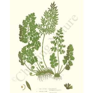  Botanical Fern Print Parsley and Fine Leaved Fern 