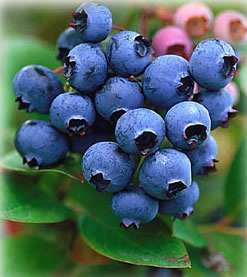 You Can Have The Blues Blueberry Plants   