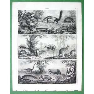   Opossum Kangaroo Coati     1844 SUPERB Antique Print 