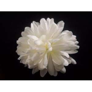 LARGE White Chrysanthemum Mum Hair Flower Clip  30% off 