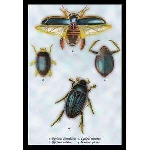  Paper poster printed on 20 x 30 stock. Beetles Dytiscus 