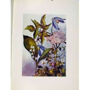  Alpina Thalictrum Geranium Flowers Plant Sketch Prints 