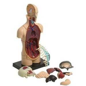  3 D Torso Puzzle Toys & Games