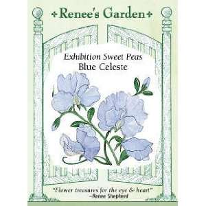  Sweet Pea   Blue Celeste Seeds Patio, Lawn & Garden
