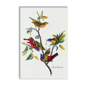 Painted Bunting by John James Audubon Canvas Painting Reproduction Art 